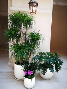 宁波江北花卉租摆专业 宁波江北花卉租摆专业